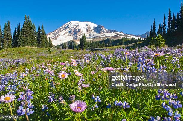 wildflower meadow, mount rainier national park, washington, usa - dan peak stock pictures, royalty-free photos & images