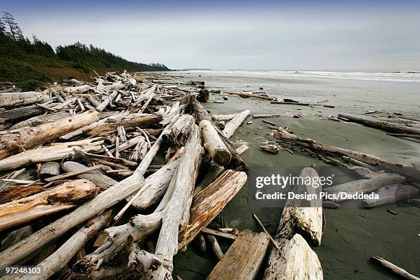 long beach, pacific rim national park, vancouver island, british columbia, canada - long beach britisch kolumbien stock-fotos und bilder