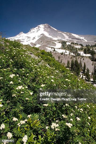 white flowers on the side of a mountain, mount hood national forest, oregon, united states of americ - white mountain nationalforst stock-fotos und bilder