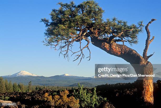 cascade mountains, deschutes national forests, oregon, usa - dan peak stock pictures, royalty-free photos & images