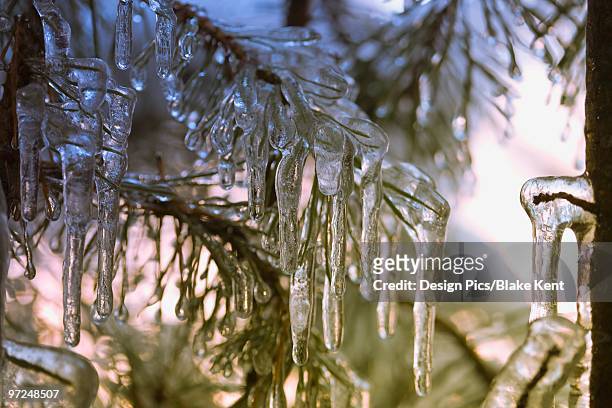 icicles on a tree - lake whatcom bildbanksfoton och bilder