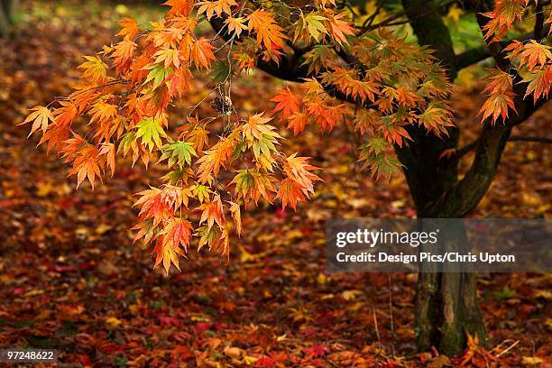 japanese maple tree - westonbirt arboretum stock pictures, royalty-free photos & images