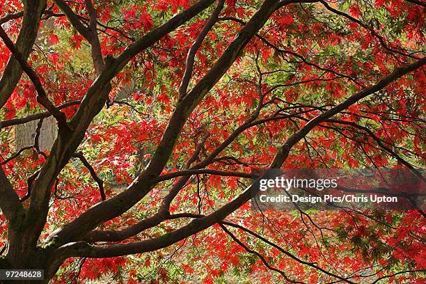 acer tree - westonbirt foto e immagini stock