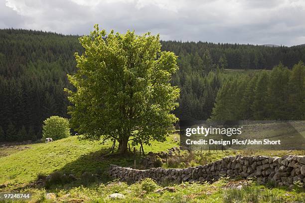 dumfries and galloway, scotland - galloway scotland stock-fotos und bilder