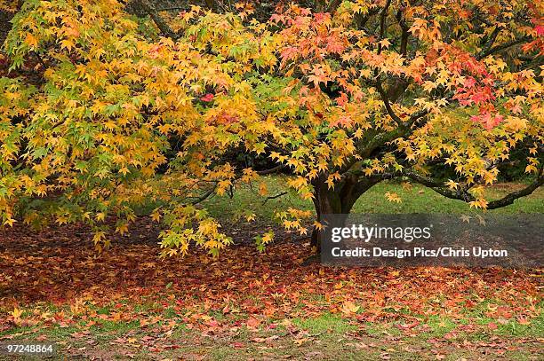 japanese maple tree - westonbirt arboretum stock pictures, royalty-free photos & images