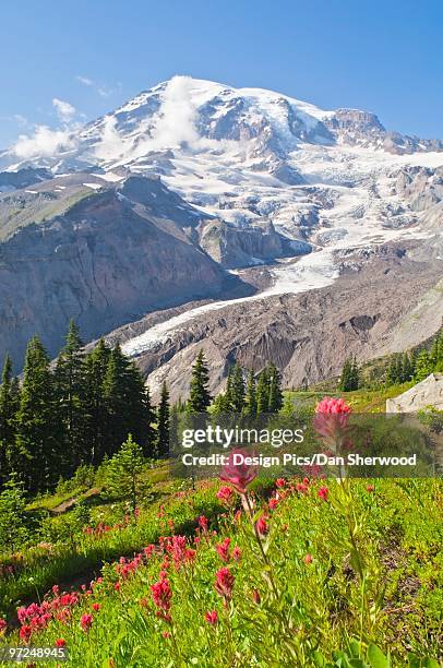 mount rainier, mount rainier national park, washington, usa - dan peak stock pictures, royalty-free photos & images