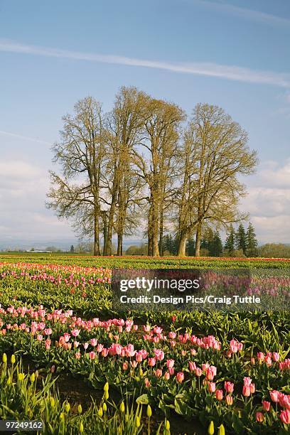 tulip field - woodburn fotografías e imágenes de stock