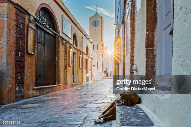 cane addormentato solitario a oia - santorini, grecia - fira foto e immagini stock