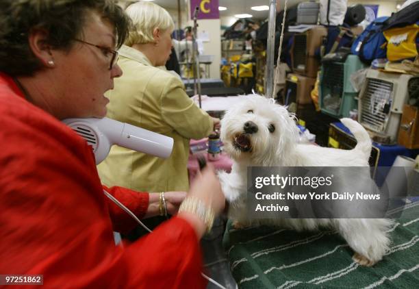 Duffy, a West Highland white terrier, gets prettied up by Sarah Hawkins in preparation for the first day of the 128th Westminster Kennel Club Dog...