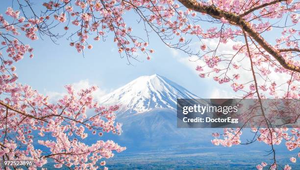 fuji mountain and pink sakura branches at kawaguchiko lake in spring, japan - flor de cerezo fotografías e imágenes de stock