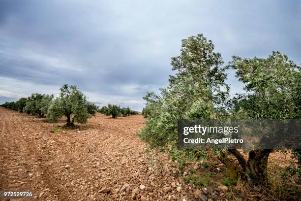 the olive grove - miguelangelortega stock pictures, royalty-free photos & images