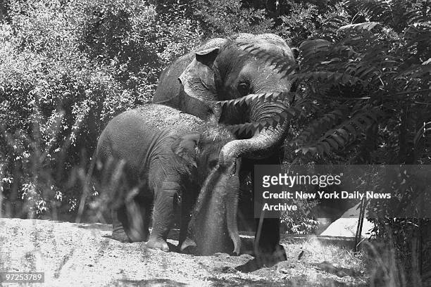 Elephants try to cool off with dirt on a hot day at the Bronx Zoo.