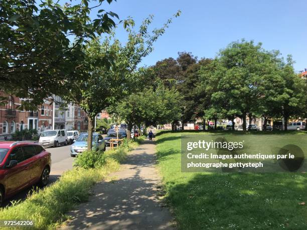 the sidewalk along turfy area and a few trees - perspective du photographe bildbanksfoton och bilder