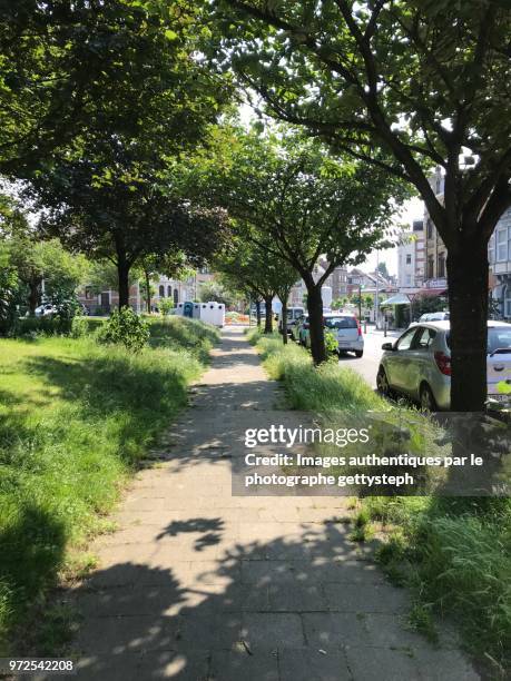 the sidewalk along turfy area and a few trees - perspective du photographe bildbanksfoton och bilder