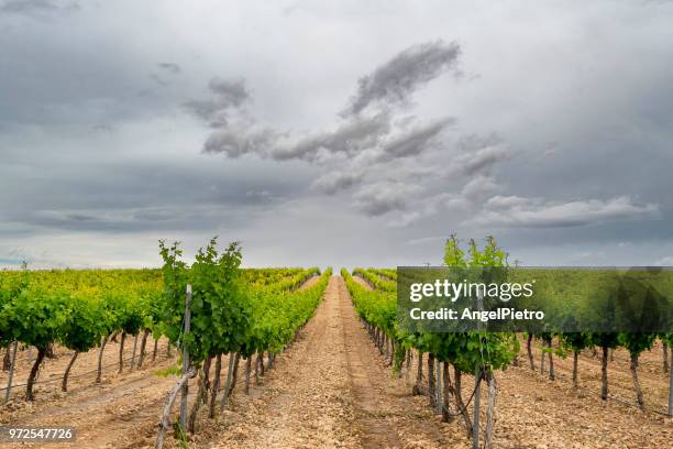 trellis vineyard - miguelangelortega stock pictures, royalty-free photos & images