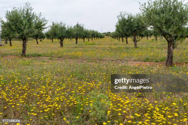 young olive trees wiht yellow daisies - miguelangelortega stock pictures, royalty-free photos & images