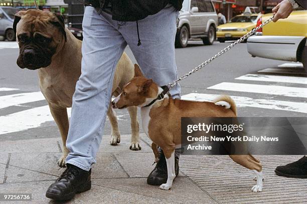 Entrants in the Westminster Kennel Club Annual Dog Show staying at the Penn Plaza Hotel get some exercise as they walk down Seventh Ave. With their...