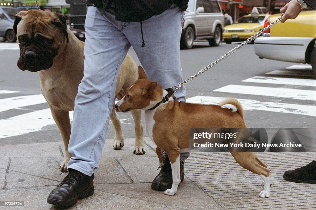 Entrants in the Westminster Kennel Club Annual Dog Show stay