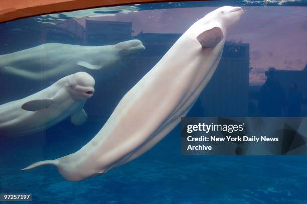 Beluga whales Natasha, Marina and Maris frolic in the water at the New York Aquarium in Coney Island. They will be heading to the Georgia Aquarium in...