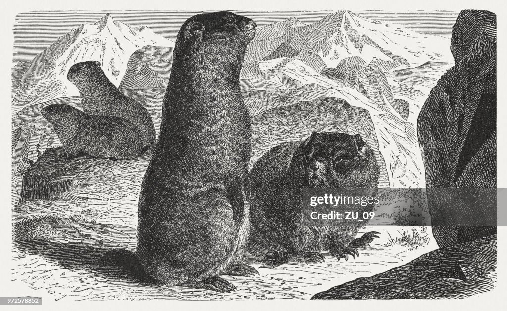 Alpine marmot (Marmota marmota), wood engraving, published in 1897