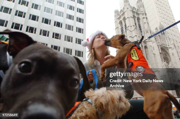 Christine Hahn, a volunteer with New York Animal Care and Control, gets a kiss from Sheila, a shepherd/terrier mix, as Kelly , a pitbull/black lab...