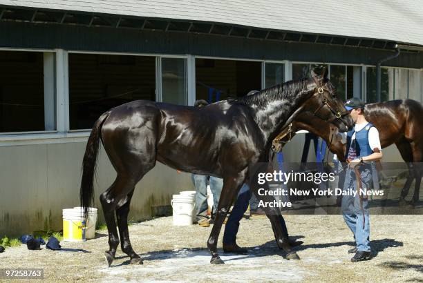 Exercise rider John Byrne holds reins of Rock Hard Ten as the racehorse is bathed by a groom after a workout at Belmont Park. Rock Hard Ten may give...