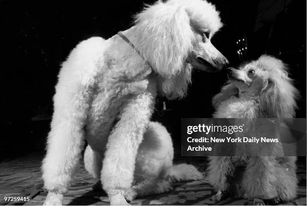 Nose best, seems to be the opinion of Charlemagne's Signet during confrontation with Delicieux Abricot at poodle show., Reigning Cats And Dogs...,...
