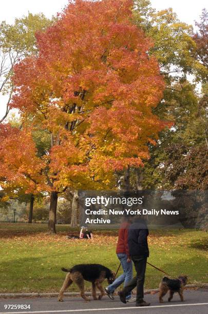 Fall Scenes in Central Park. The trees is Central Park are a artist palette of color.