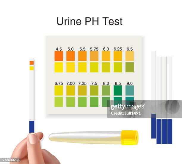 check a urine sample out of the tube. urine ph test strip in doctor's hand. vector illustration - alkaline stock illustrations