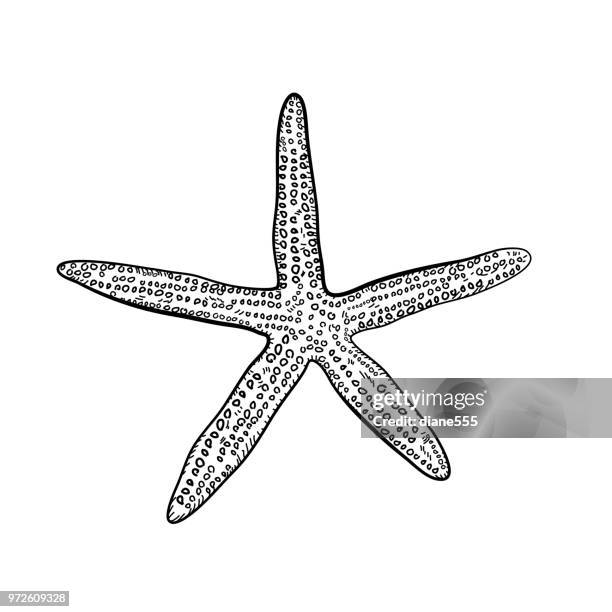 ilustraciones, imágenes clip art, dibujos animados e iconos de stock de mano dibuja estrellas de mar - estrella de mar