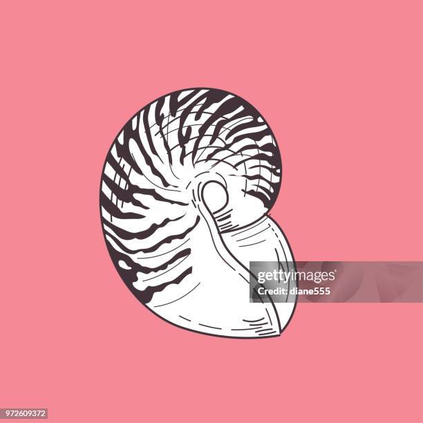 hand drawn seashell - nautilus shell stock illustrations