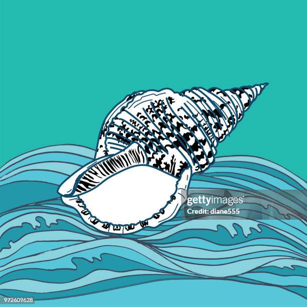 hand drawn seashell - conch shell stock illustrations