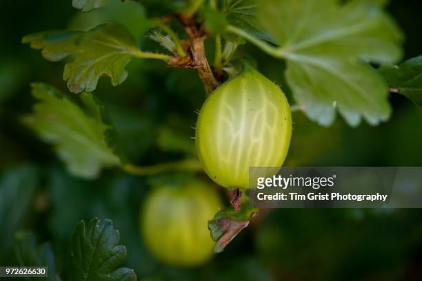 close up of gooseberries hanging on a gooseberry plant - uva spina foto e immagini stock