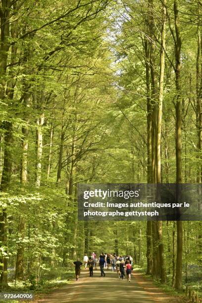 the main dirt alley in middle young beech tree forest - perspective du photographe bildbanksfoton och bilder