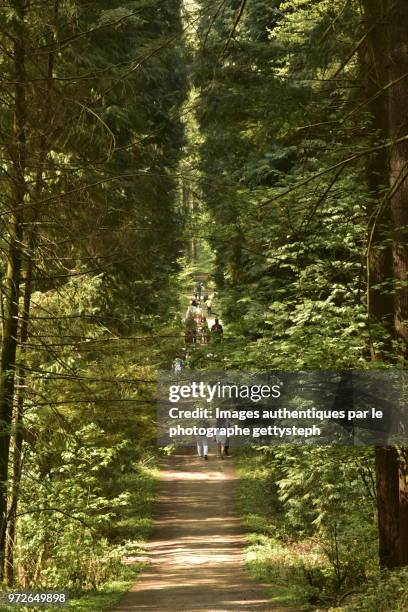 people walking on dirt footpath between two rows of sequoia trees - perspective du photographe bildbanksfoton och bilder