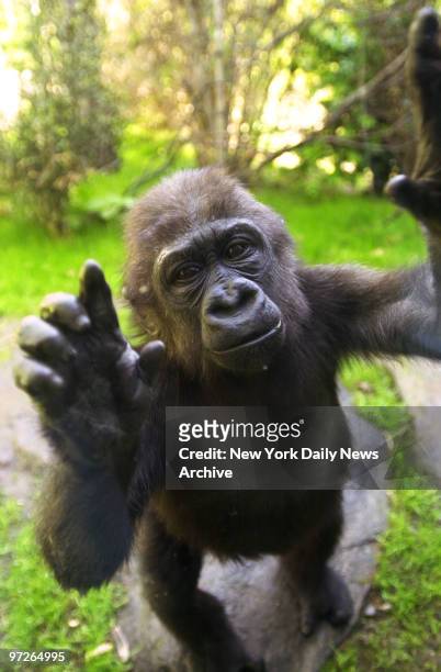 Layla, one of three new baby Western Lowland gorillas, waves a greeting from the other side of a glass partition at the Bronx Zoo's Congo Gorilla...