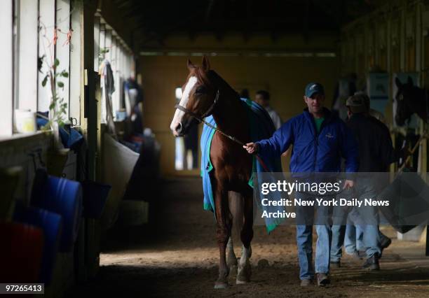 Borrego walks with exercise rider Andy Durnin in the barn after a workout at Belmont Park in preparation for 2005 Breeders' Cup Classic, one of eight...