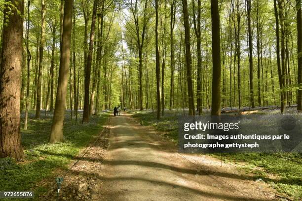 the dirt road in middle beech tree forest in springtime - perspective du photographe bildbanksfoton och bilder
