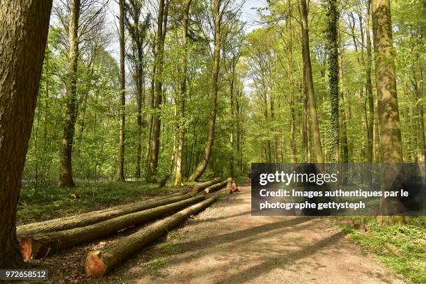 the beech tree trunks recumbent along dirt road - perspective du photographe bildbanksfoton och bilder