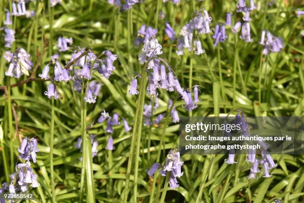 the violet hyacinth flowers emerging wild herbs and stinging nettles - gettysteph stock pictures, royalty-free photos & images