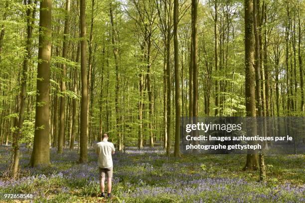 a man photographer idyllic vegetation in springtime - gettysteph stock pictures, royalty-free photos & images