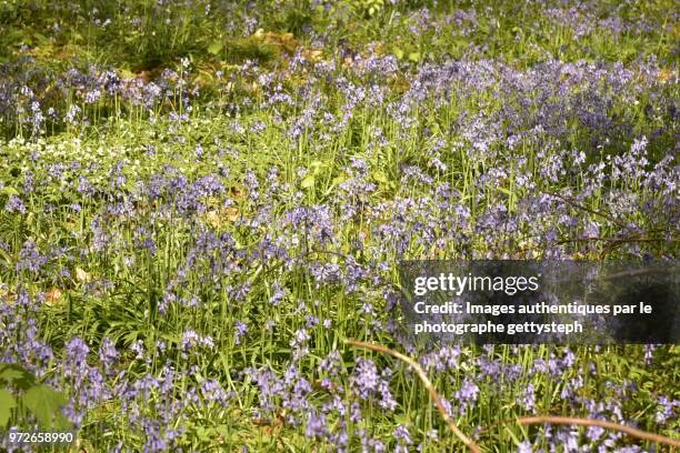 the hyacinth flowers among wild herbs and other plants - gettysteph stock-fotos und bilder