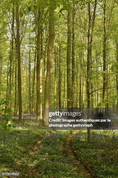 tire tracks in middle beech tree forest - gettysteph stock-fotos und bilder