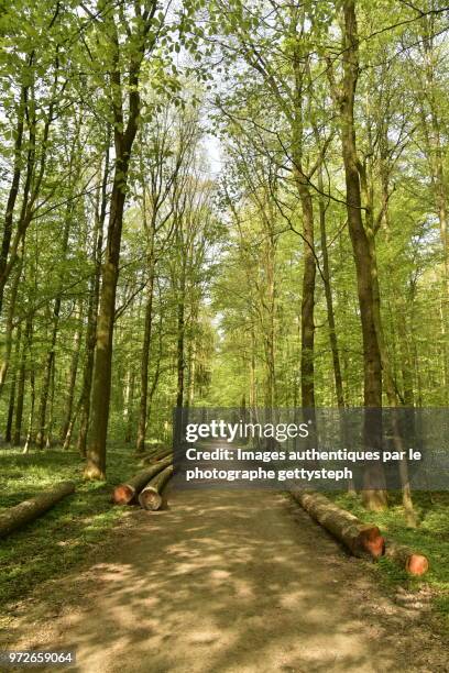 the lying down tree trunks along dirt road - perspective du photographe bildbanksfoton och bilder