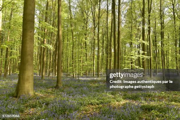 the hyacinth flowers among wild herbs and other plants between young beech trees - gettysteph stock pictures, royalty-free photos & images