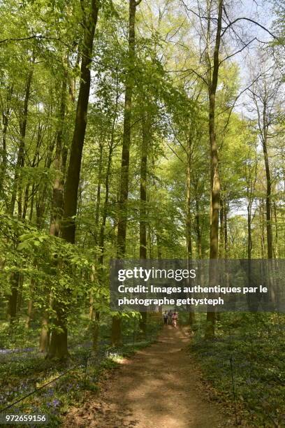 the dirt footpath in middle grass area in springtime - perspective du photographe bildbanksfoton och bilder