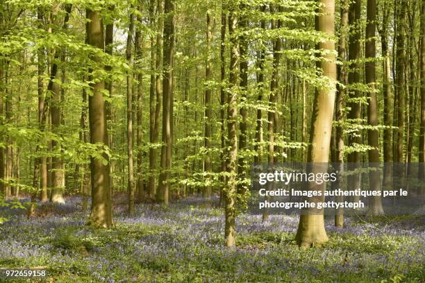 the hyacinth flowers among wild herbs and other plants between young beech trees - gettysteph stock pictures, royalty-free photos & images