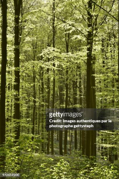 the lush foliage against the light - gettysteph stock pictures, royalty-free photos & images