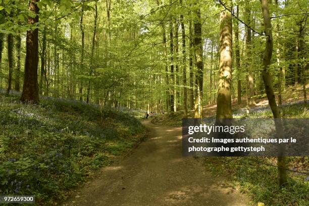 the winding footpath under luxuriant vegetation in springtime - gettysteph stock pictures, royalty-free photos & images