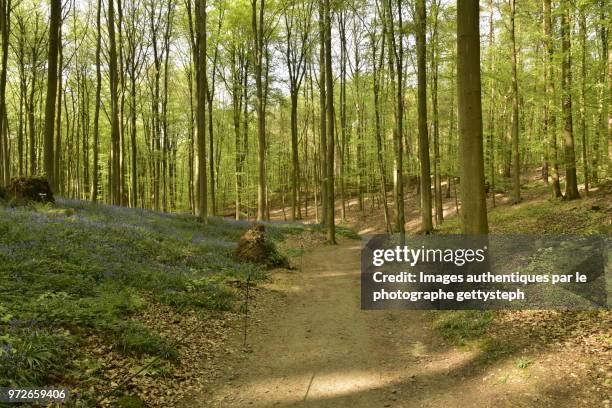 the dirt footpath along hyacinth flowers at the bottom of valley - gettysteph stock pictures, royalty-free photos & images